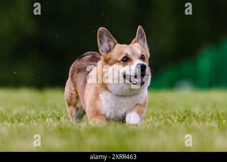 Pembroke Welsh Corgi, corsa per cani e sport per cani Foto Stock