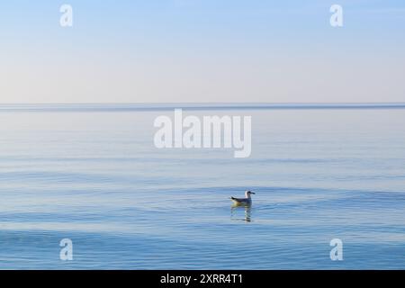Un gabbiano bianco che galleggia pacificamente sulle tranquille acque del Mar Baltico a Mrzeżyno, Voivodato della Pomerania occidentale. L'uccello contrasta magnificamente il wi Foto Stock