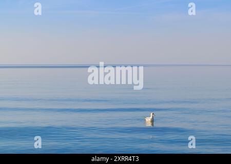 Un gabbiano bianco che galleggia pacificamente sulle tranquille acque del Mar Baltico a Mrzeżyno, Voivodato della Pomerania occidentale. L'uccello contrasta magnificamente il wi Foto Stock