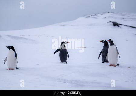 Pinguini Gentoo e Adelie in Antartide. Natura selvaggia Foto Stock
