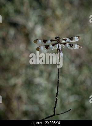 Appollaiato Dragonfly su una diramazione Foto Stock