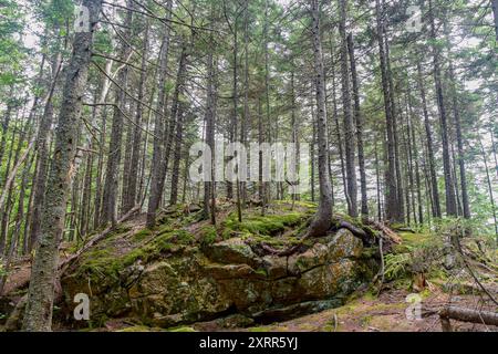 Fitta foresta con alberi alti, rocce coperte di muschio e vegetazione lussureggiante. Foto Stock