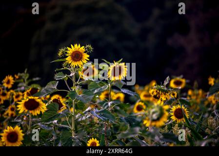 Un campo di girasoli in piena fioritura con sfondo scuro. Foto Stock