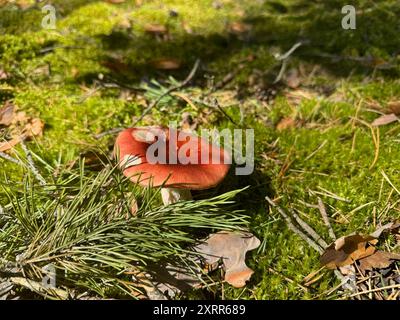 Nella foresta cresce un fungo rosso con tappo per il latte sul muschio. Primo piano. Foto Stock