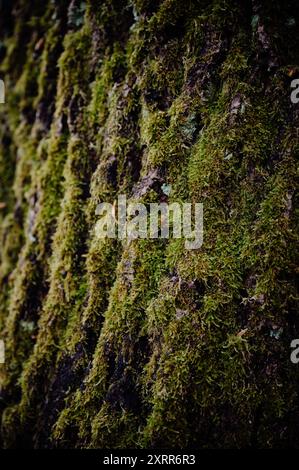 Primo piano di muschio verde su corteccia d'albero ruvida, con una texture ricca Foto Stock