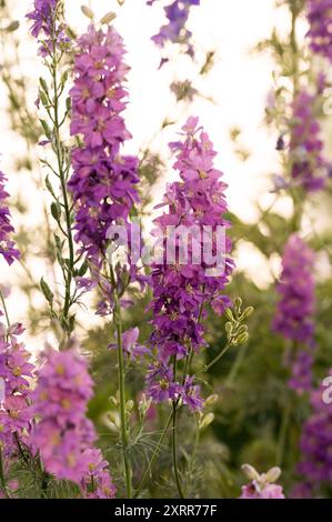 Fiori larkspur viola e rosa in un giardino soleggiato, luce calda e soffusa Foto Stock