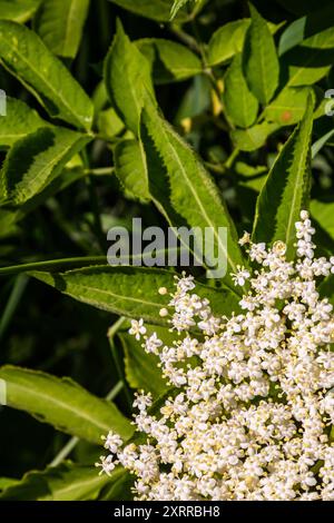 Boccioli di fiori e fiori del Vecchio Nero in primavera, Sambucus nigra. Foto Stock