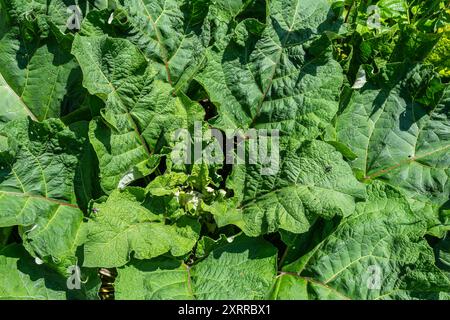 Arctium lappa - il giovane burdock parte all'inizio dell'estate. Foto Stock