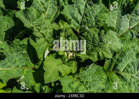 Arctium lappa - il giovane burdock parte all'inizio dell'estate. Foto Stock