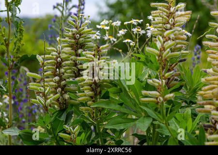 Grandi cialde di semi di lupino lievitato - nome latino - Lupinus polyphyllus. Foto Stock