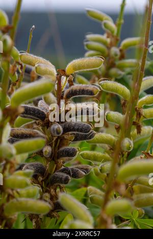 Lupinus polyphyllus. Grandi cialde di semi di lupino in giardino. Foto Stock