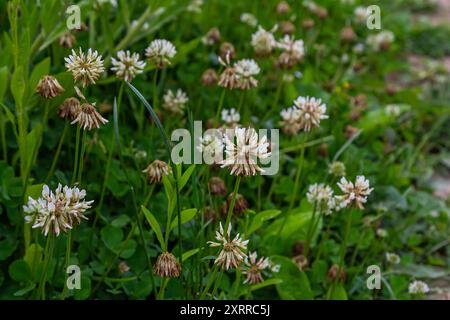 Fiori di trifoglio bianco tra l'erba. Trifolium si ritendisce. Foto Stock