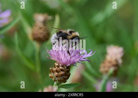 Natur Flockenblume Centaurea Eine Heidehummel Bombus jonellus auf der Bluete einer Flockenblume Centaurea. 23.7.2022 **** natura Knapweed Centaurea Una brughiera Bombus jonellus sulla fioritura di un knapweed Centaurea 23 7 2022 Foto Stock