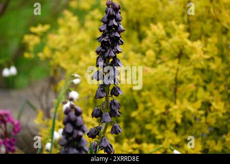 Deep Purple Fritillaria Persica "Purple Dynamite" Fritillary Flower Grown in the Borders at RHS Garden Harlow Carr, Harrogate, Yorkshire, Inghilterra, U. Foto Stock