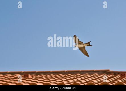 Casa occidentale martin o Delichon urbicum. Volare sopra i tetti Foto Stock