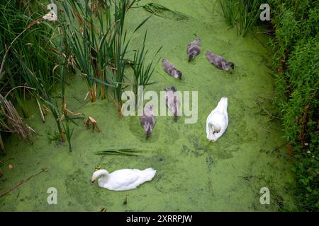 Coppia di cigni Cygnus olor e la loro famiglia di segnali visti dall'alto in acqua contaminata da alghe verdi Foto Stock