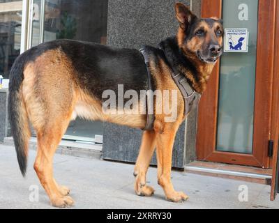 Cane pastore tedesco in attesa del suo proprietario, in piedi di fronte alla porta del negozio vicino al cartello che dice "Waiting spot for dogs" Foto Stock