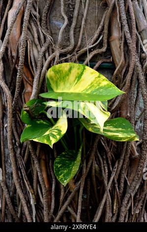 Monstera Marmorata prospera come un parassita sui tronchi degli alberi Foto Stock