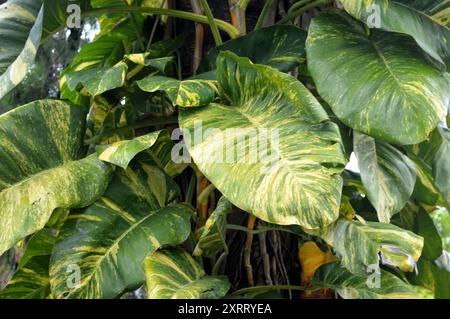 Monstera Marmorata prospera come un parassita sui tronchi degli alberi Foto Stock