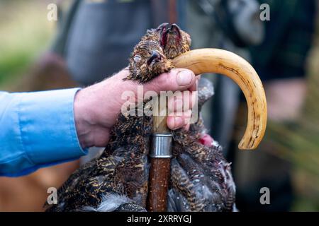 Una festa di sparatorie sulle brughiere nelle colline di Lammermuir, vicino a Gifford, East Lothian, mentre il glorioso 12°, l'inizio ufficiale della stagione di tiro al gabbiano, prende il via. Data foto: Lunedì 12 agosto 2024. Foto Stock