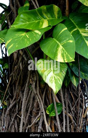 Monstera Marmorata prospera come un parassita sui tronchi degli alberi Foto Stock