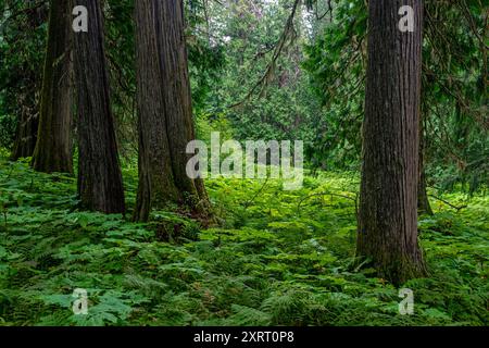 Alberi di cedro e felci all'interno dell'antica foresta situata nella valle del fiume Fraser vicino a Prince George, British Columbia, Canada. Foto Stock