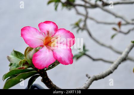 L'Adenium è un genere di piante da fiore della famiglia delle Apocynaceae, originaria dell'Africa e della penisola arabica Foto Stock