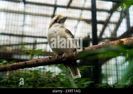 un kookaburra su un ramo Foto Stock