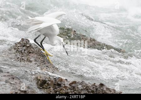 L'attacco, piccola egretta tra le rapide (Egretta garzetta) Foto Stock