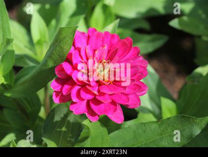 Un primo piano del fiore Zinnia 'Double Zahara Strawberry' Foto Stock