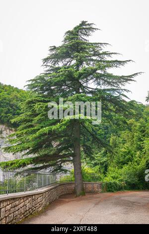 Bella vista di un cedro deodar isolato (Cedrus deodara) sul lato della strada. Foto Stock