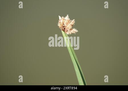 American Three-Square bulrush (Schoenoplectus americanus) Plantae Foto Stock