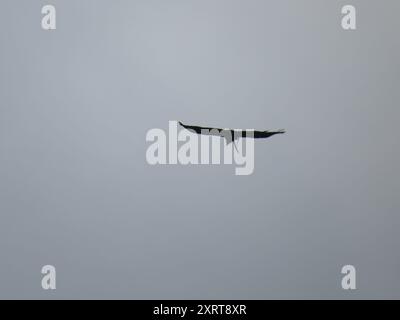 Chaco Eagle (Buteogallus coronatus) Aves Foto Stock