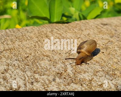 Graziosa lumaca che scorre lentamente sul cemento grigio, e che fuoriesce dalla giungla verde a quella di cemento. Foto Stock