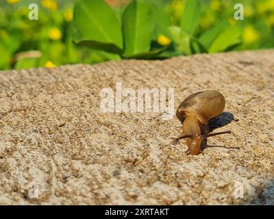 Graziosa lumaca che scorre lentamente sul cemento grigio, e che fuoriesce dalla giungla verde a quella di cemento. Foto Stock