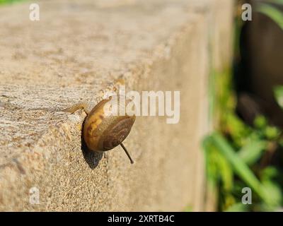 Graziosa lumaca che scorre lentamente su cemento grigio e fuoriesce dal cemento verso la giungla verde. Foto Stock