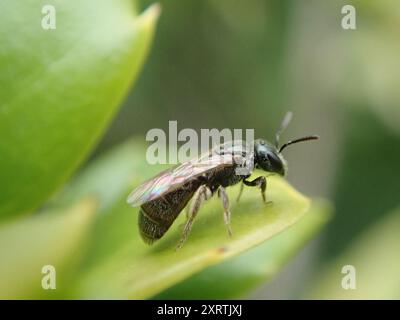 Setole sudore di api (Lasioglossum imitatum) Insecta Foto Stock