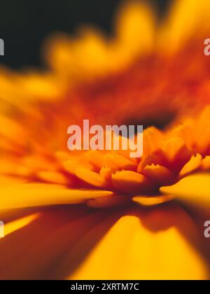 Primo piano di un fiore giallo con sfondo scuro. Il fiore è il fuoco principale dell'immagine, ed è un primo piano dei petali Foto Stock