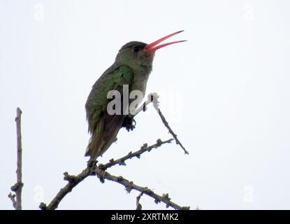 Aves, Hummingbird dorato (Hylocharis chrysura) Foto Stock