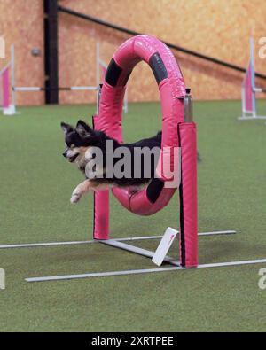 Cane Chihuahua adulto e femmina che salta attraverso un anello di agilità su un circuito di agilità al chiuso Foto Stock