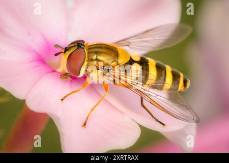 Vista laterale su un colorato Syrphus ribesii diptera su un fiore bianco con spazio copia e sfondo sfocato Foto Stock