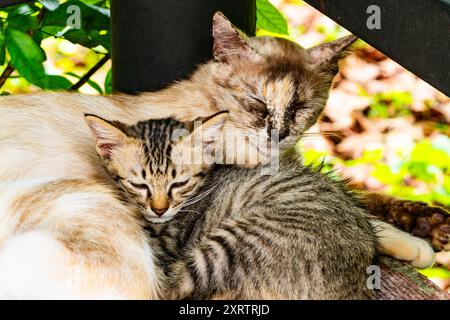 Vista ravvicinata del gatto materno sonnolento e del gattino a righe sdraiato sul pavimento. Foto Stock