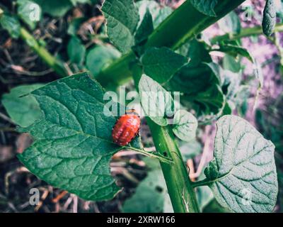 Un insetto rosso è seduto su una foglia. La foglia è verde e presenta alcune macchie marroni Foto Stock