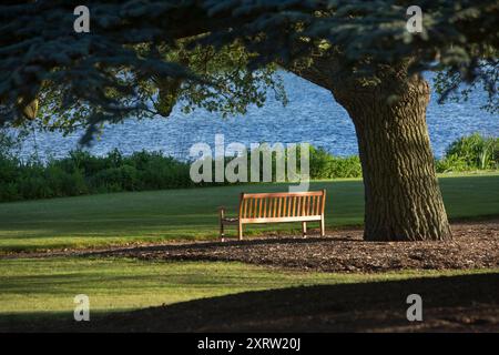 Accanto a un fiume, una grande panchina di legno si trova sotto un grande albero verde in un giardino sotto il sole estivo. Foto Stock