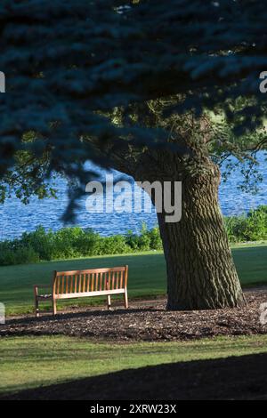 Accanto a un fiume, una grande panchina di legno si trova sotto un grande albero verde in un giardino sotto il sole estivo. Foto Stock