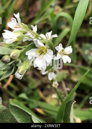 Hoary alyssum (Berteroa incana) Plantae Foto Stock