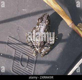 Rana meridionale (Acris gryllus) Amphibia Foto Stock