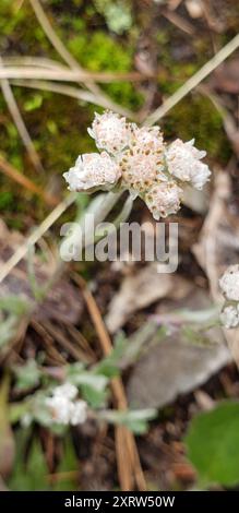 Pussytoes (Antennaria neglecta) Plantae Foto Stock