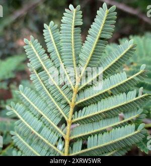 Piangere (Peltophorum africanum) Plantae Foto Stock