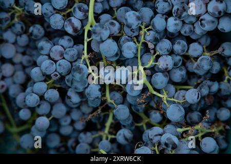 Grappoli maturi di uva Grenache appena raccolti Foto Stock